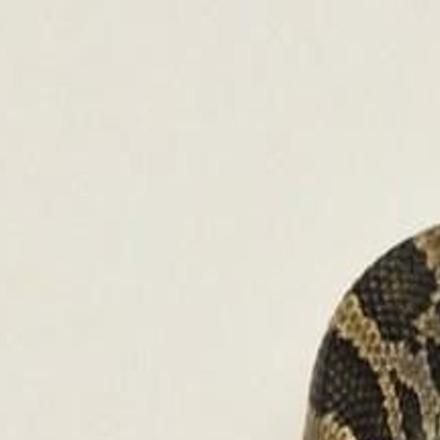 Two Headed Snake Found In Southwest Missouri Metro Stltoday Com