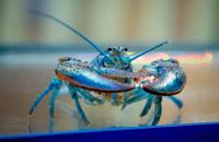 Lord Stanley the lobster