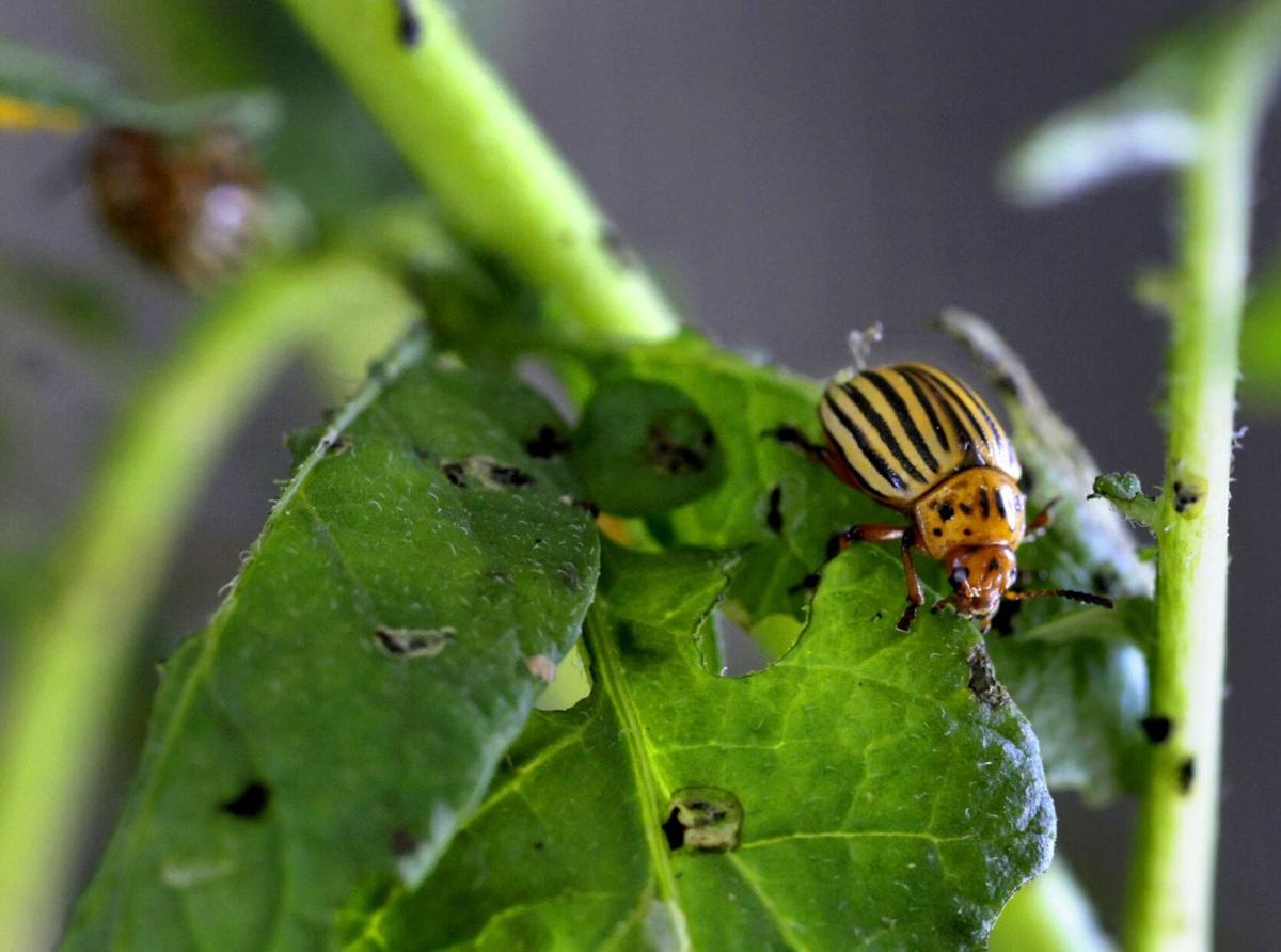 Maryland Heights company alters pest insect genes to protect crops