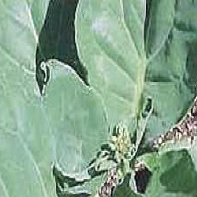 Extend The Life Of Your Fall Vegetable Garden Suburban Journals
