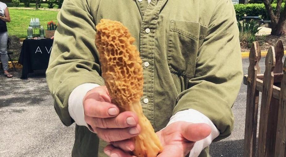 Morel Mushrooms