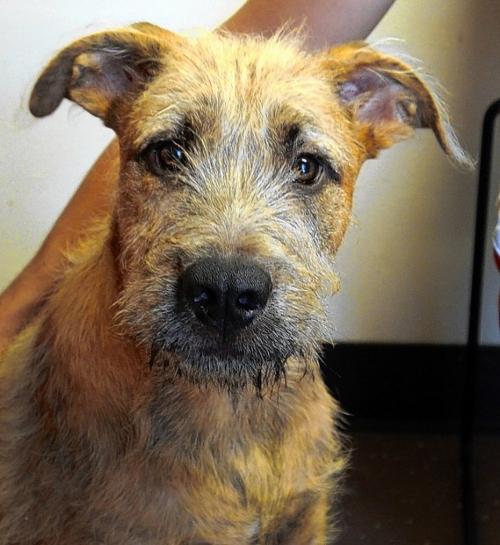 Belleville Area Humane Society Pet Of The Week Life News From