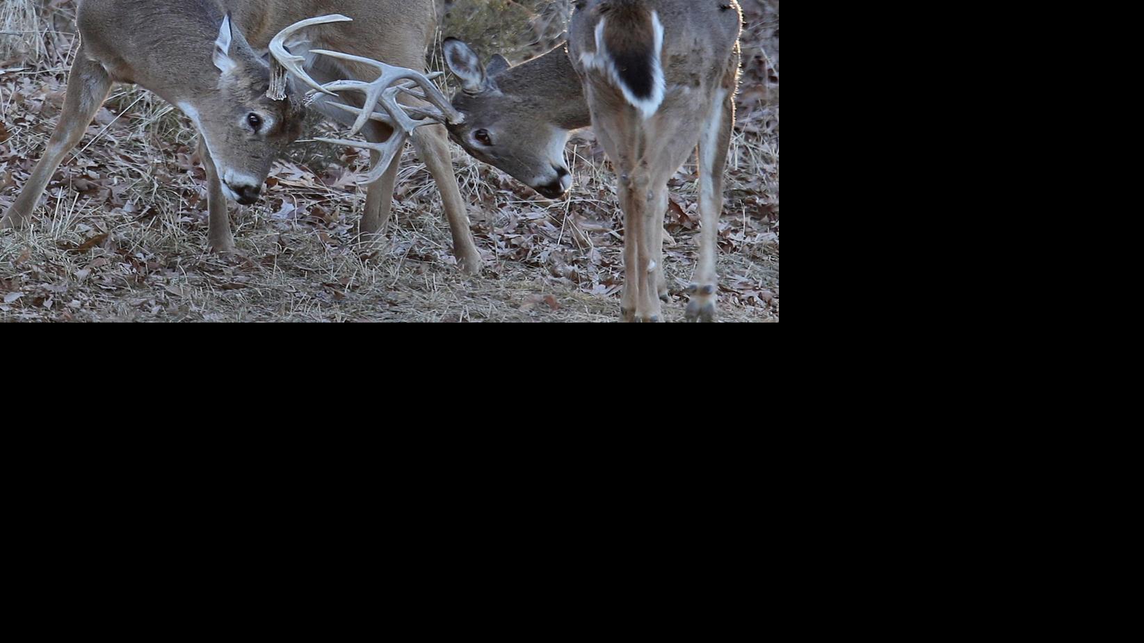 Missouri's unofficial state holiday — deer season — nets 248,000