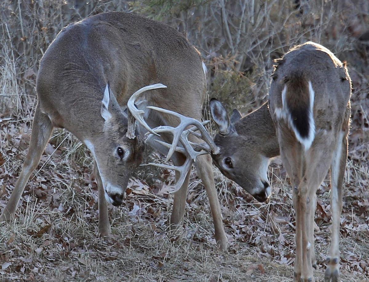 Locking horns