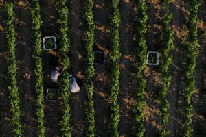 Record-early champagne harvest highlights climate change impact on French vineyards