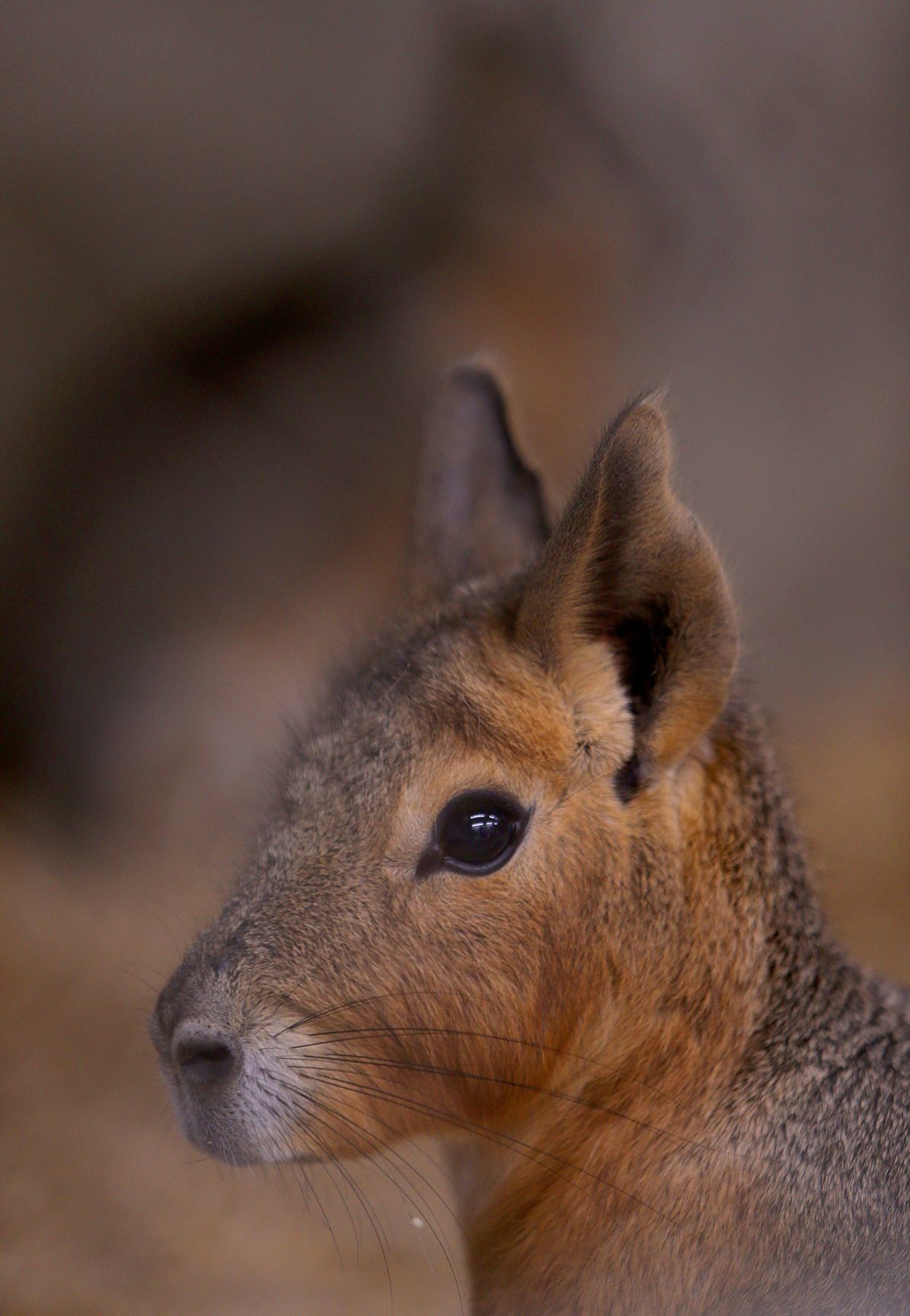 Grant’s Farm starts a new season Friday, sans elephants Entertainment