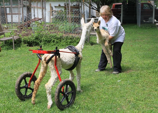 Marie-Hope, a Baby Alpaca in Germany, Receives Gift of Mobility With New  Wheelchair