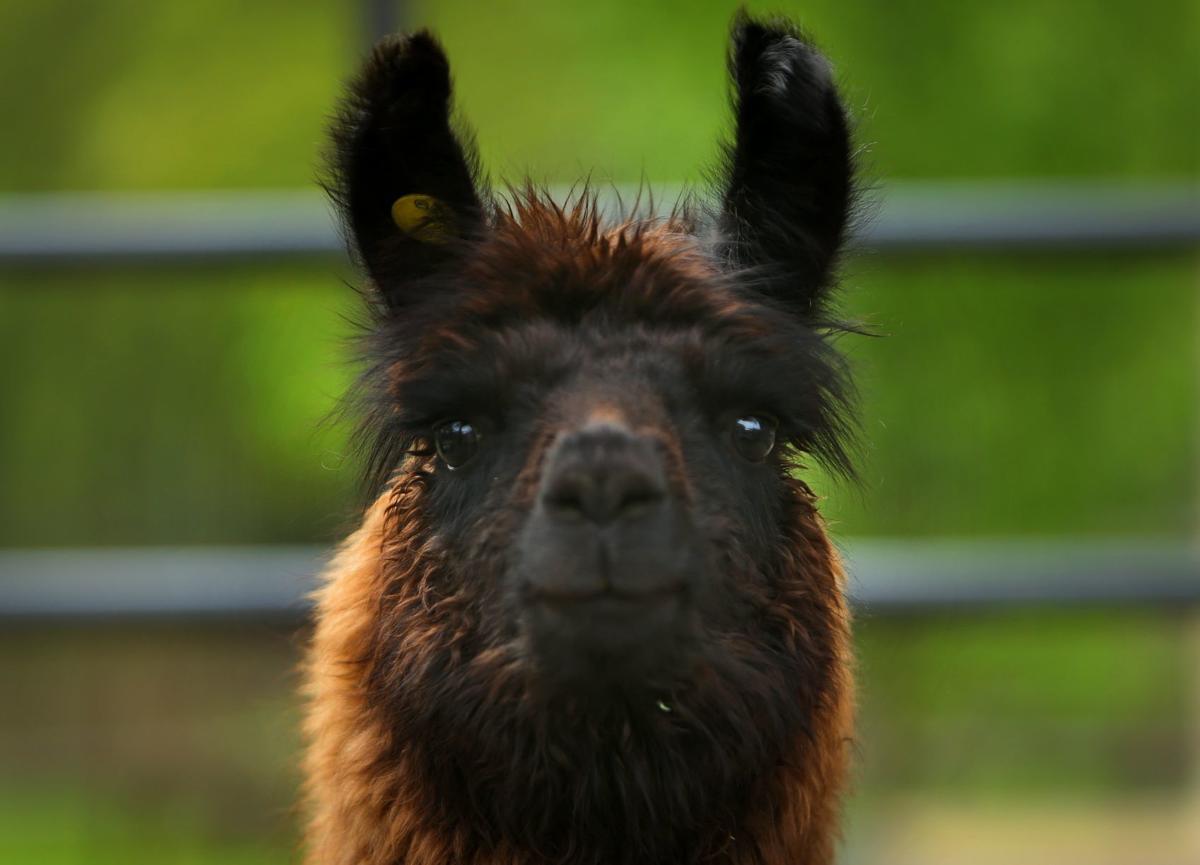 Grant’s Farm starts a new season Friday, sans elephants Entertainment