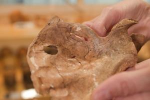 Bones from Iraqi cave hint at violence and compassion in Neanderthals