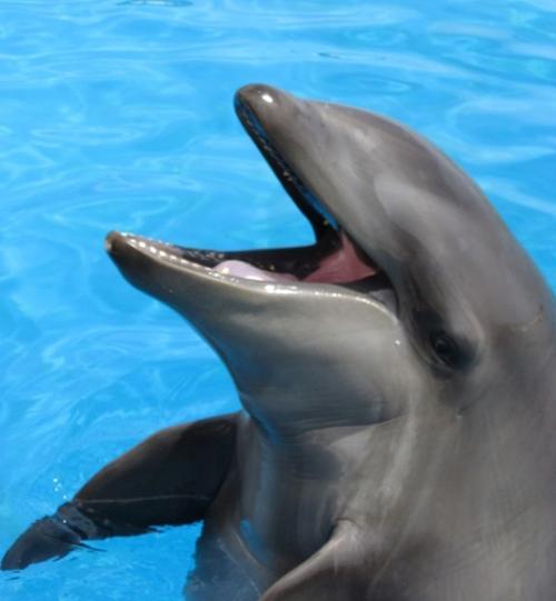 Kekaimalu, a 25-year-old wholphin | | stltoday.com