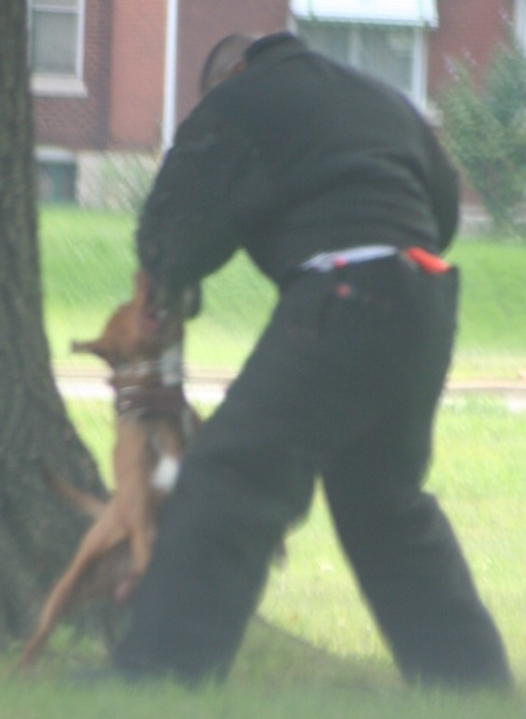 attack dog training near me