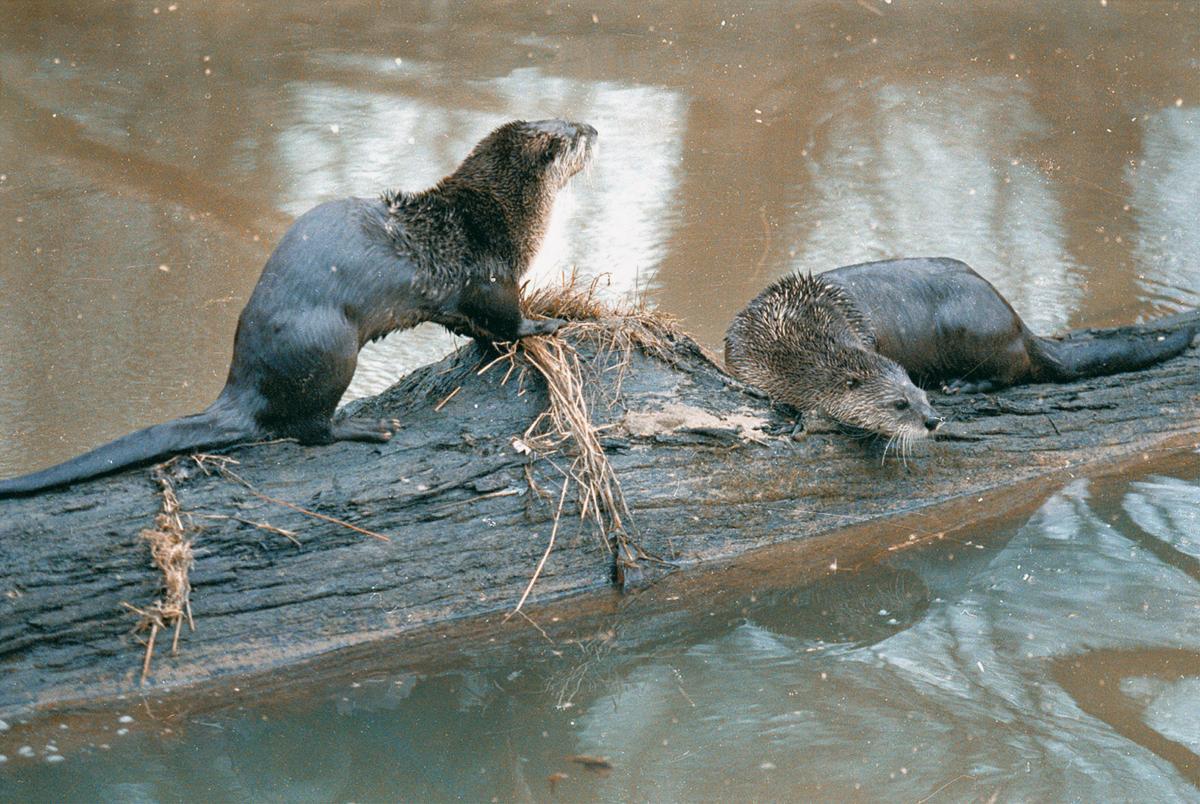 Wild otters causing grief for some Missouri anglers and boaters as populations rebound Metro