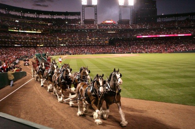 The Anheuser-Busch Clydesdales through the years
