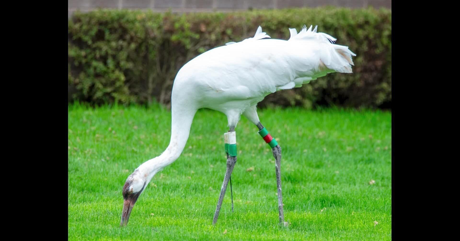 Whooping crane rescued from Chicago area by Crane Foundation - Vimarsana News