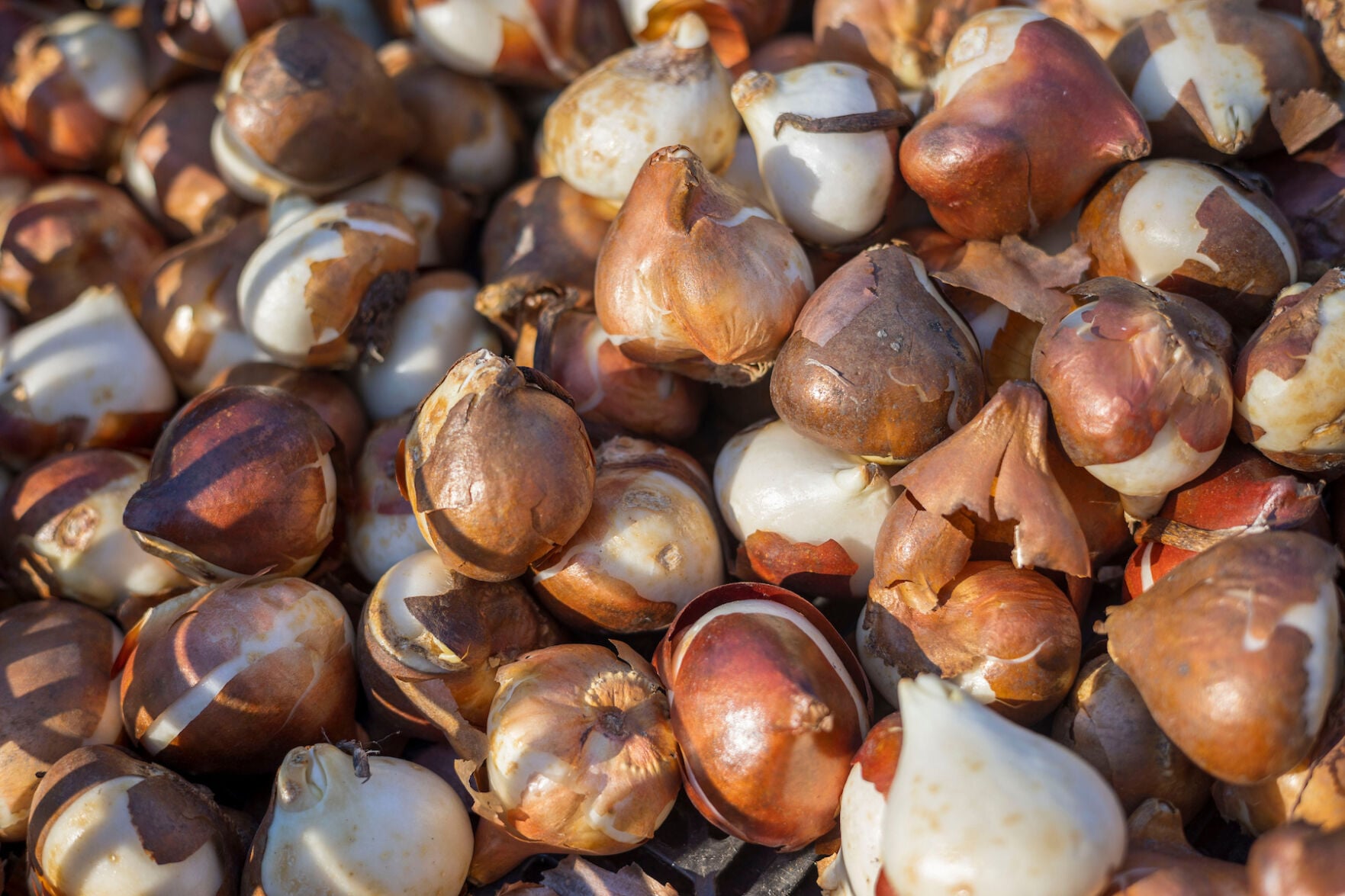 Fall bulbs