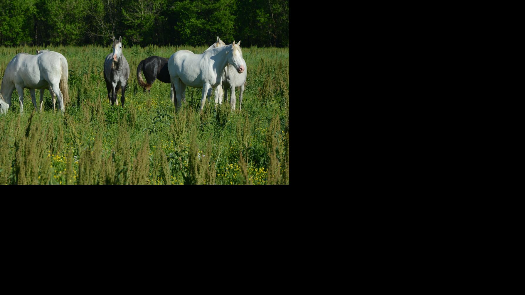 In search of wild horses in Shannon County, Missouri Lifestyles