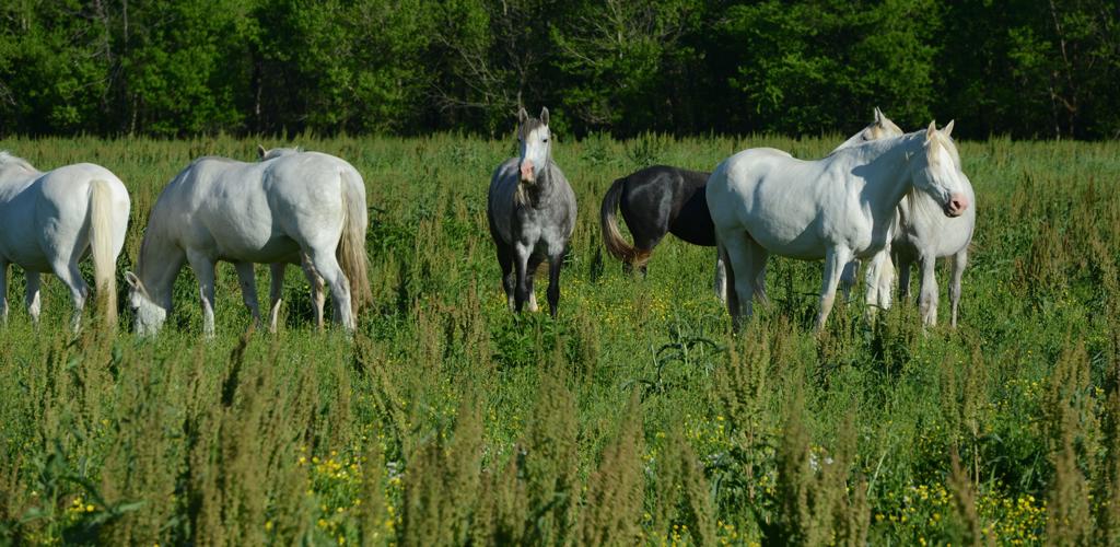 Wild Horses of Shannon County