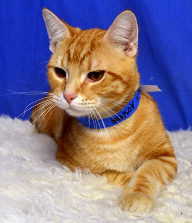 ADOPTABLE PETS : Gallery