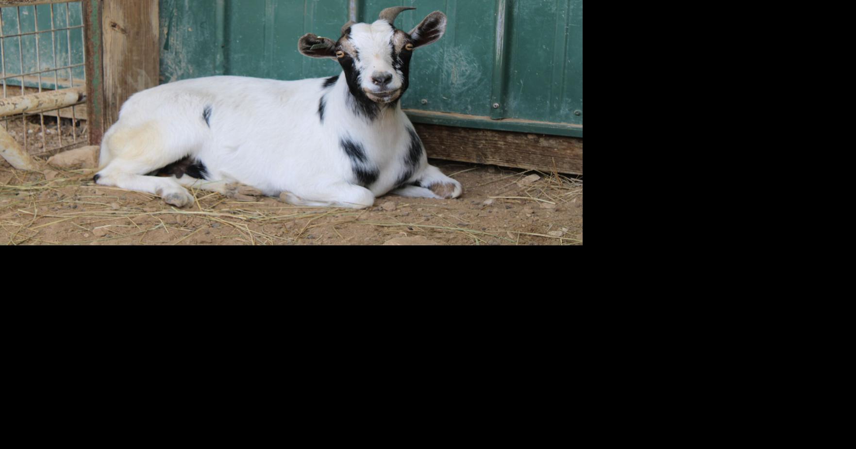 Meet our pets of the week: Two pit bull mixes and an alpine goat