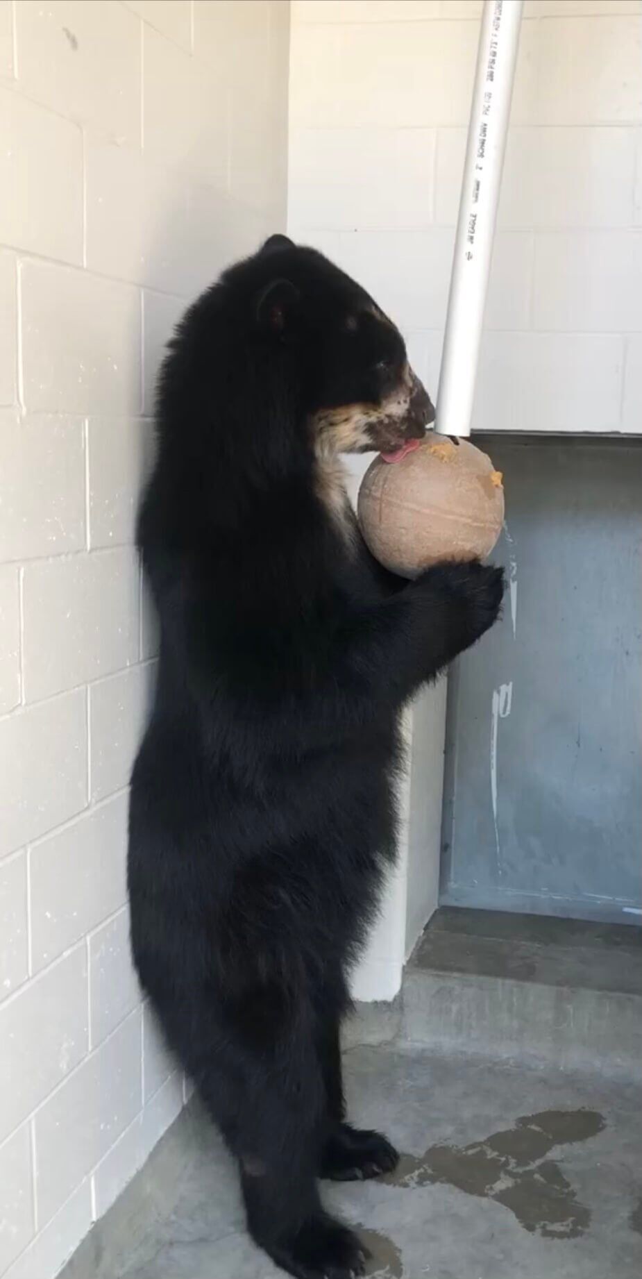 Jersey Zoo to say goodbye to Andean bears after 60 years being