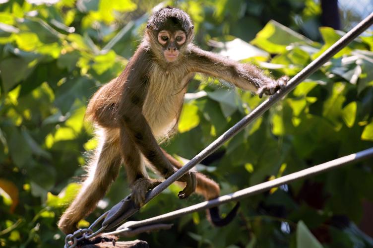 St. Louis Zoo chosen as home, for now, for confiscated spider monkeys