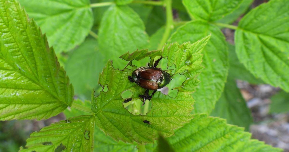 Dab Insects Japanese beetle traps often attract more insects