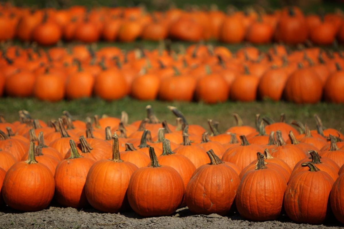 Pumpkin picking at Rombachs Farm in Chesterfield
