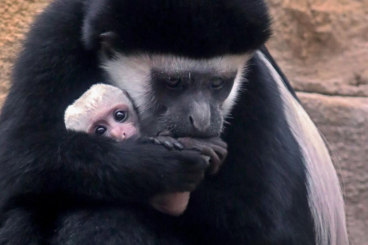 It&#39;s a boy! St. Louis Zoo announces birth of healthy colobus monkey | Entertainment | 0