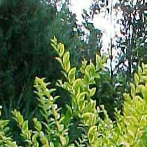 Use Rejuvenation Pruning Method On Golden Privet Hedge Home