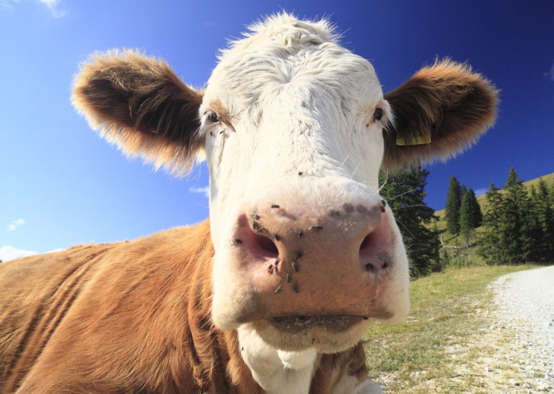 Happy cow