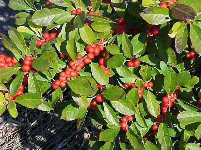 Winter Green and Red Berry Picks — Haue Valley: St. Louis