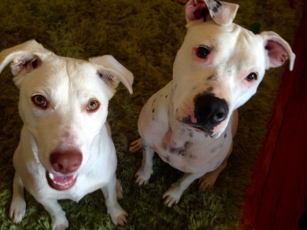 20 Dogs Adopted After Stray Rescue Power Outage Leads To Overnight Fostering Pets Stltoday Com