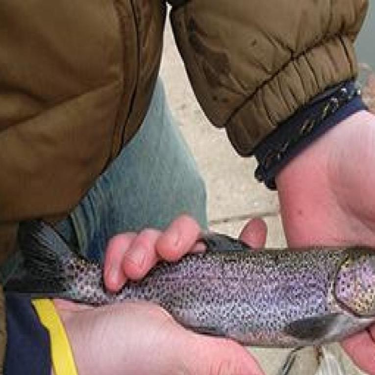 Cold Fish State S Stocking Program Hooks Anglers In The Frigid
