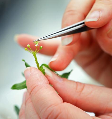 Pennycress 'weed' crop with high potential