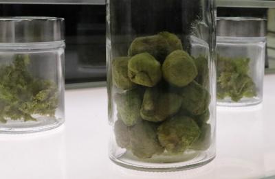 Future Marijuana industry draws potential growers