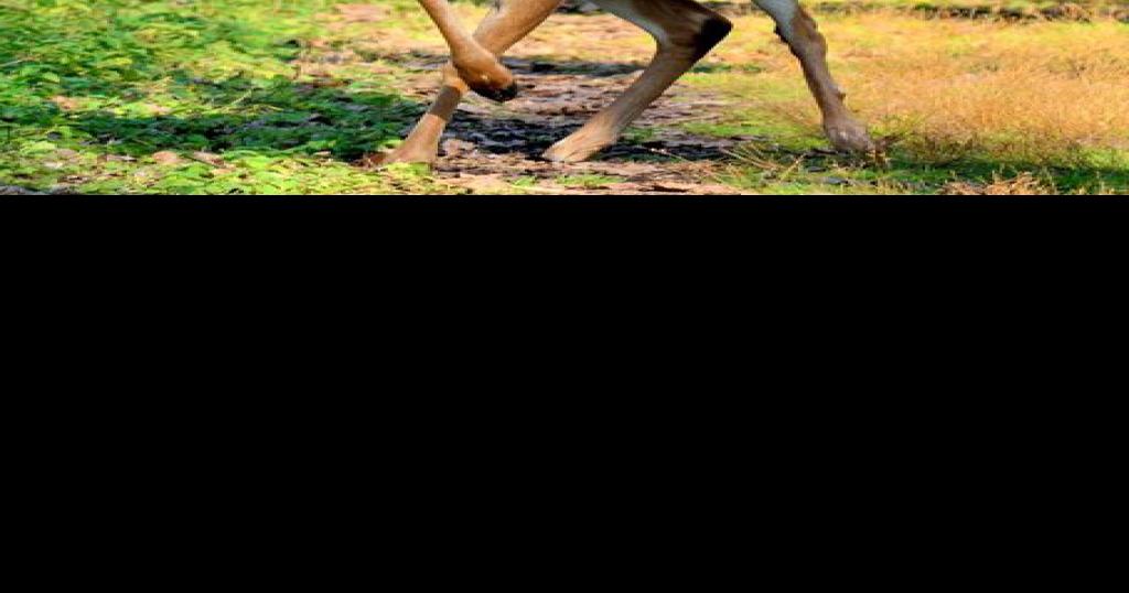 Branson police chief wants deer hunt in city