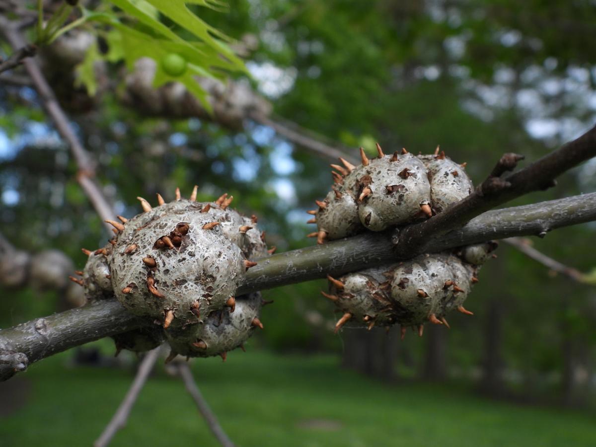 oak tree with spiky balls