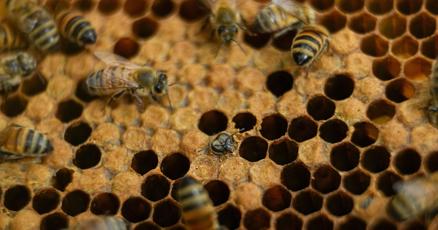 Nearly half of US honeybee colonies died last year Nearly half of US honeybee colonies died last year