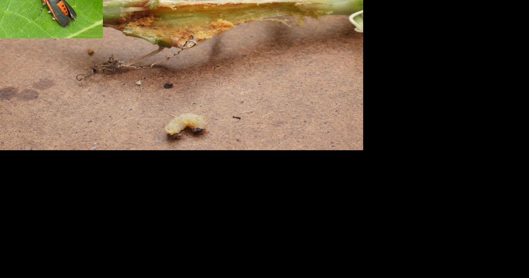 Strategies to fight squash vine borers