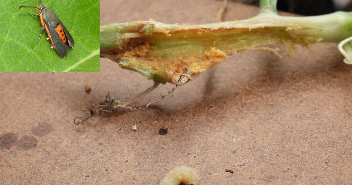 Squashed Order Strategies to fight squash vine borers