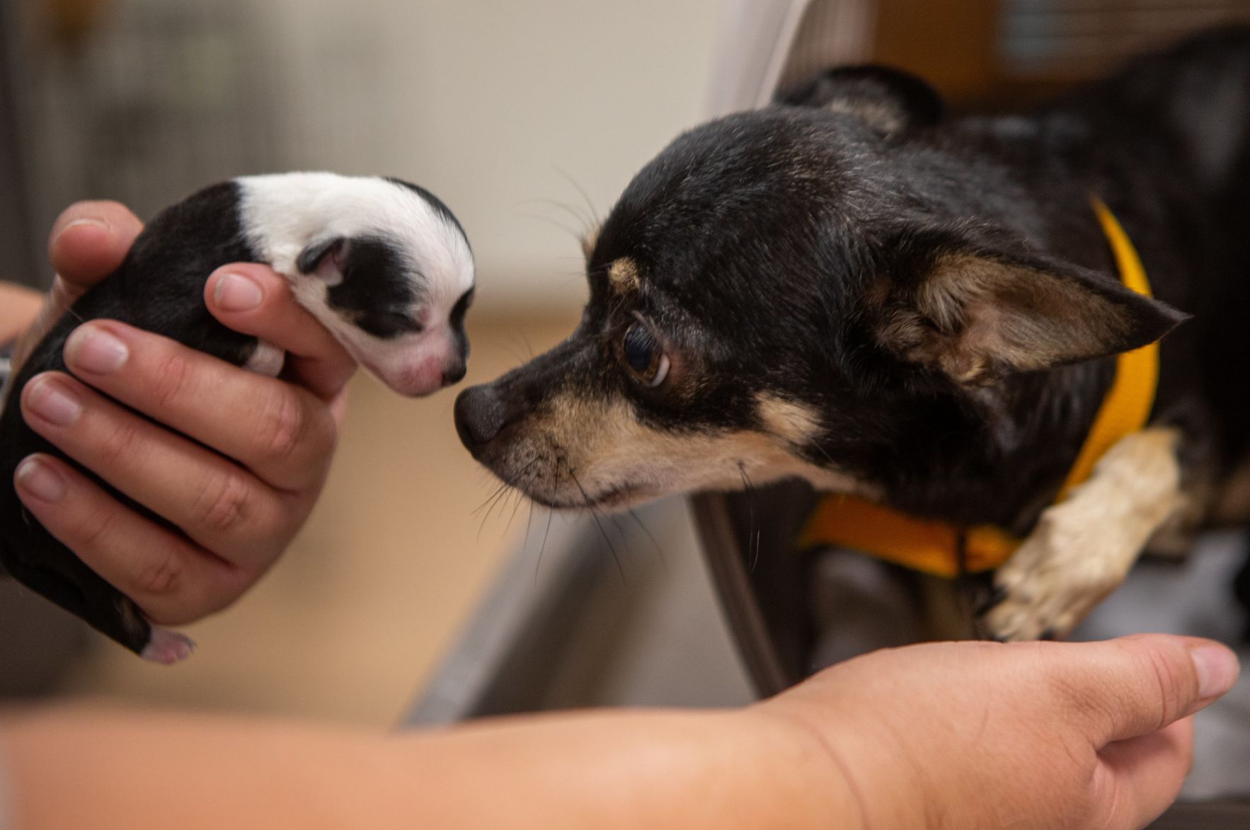 Local 2024 puppy stores