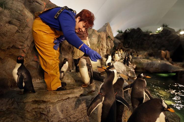 Celebrate World Penguin Day-admire our cute St. Louis Zoo penguins