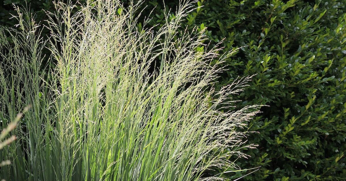 Native grasses also work as hosts for pollinators