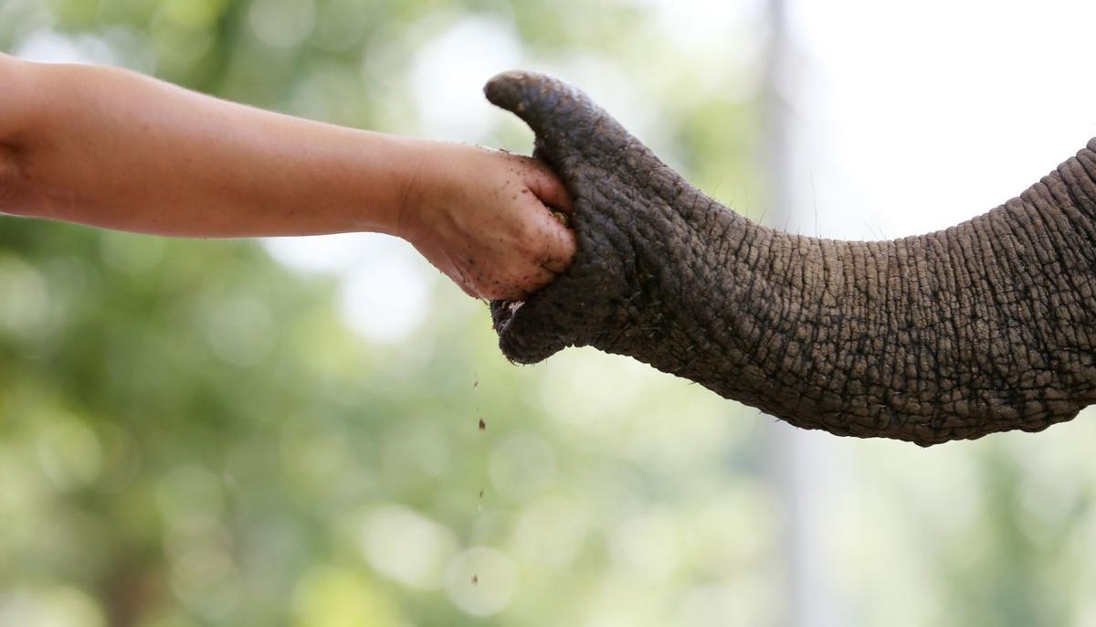 Toby And Mickey Two African Elephants Who Lived At Grant S Farm