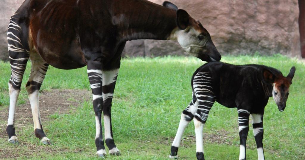 Rare baby okapi calf to debut at St. Louis Zoo