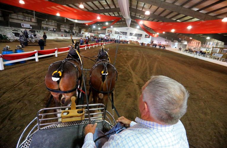 Bidders, spectators pack arena for world's largest Clydesdale sale