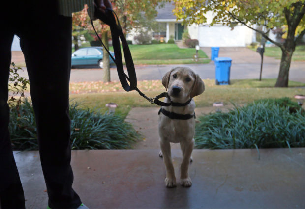Service dog for Type 1 diabetes- Murphy's arrival