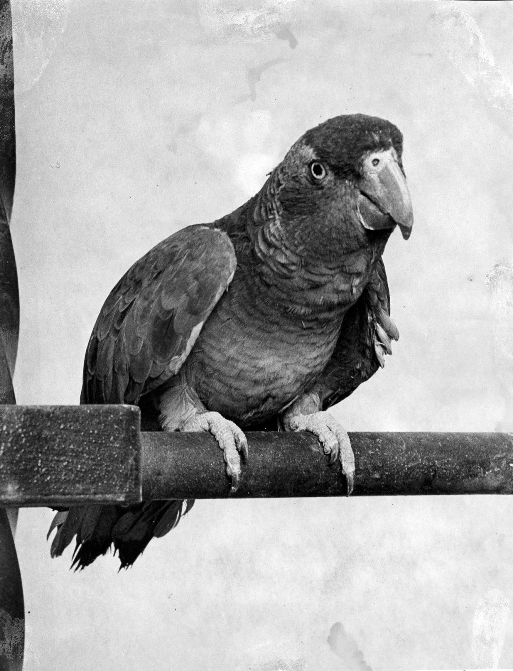 Oct. 5, 1930 • A potty-mouthed parrot shocks visitors to St. Louis Zoo