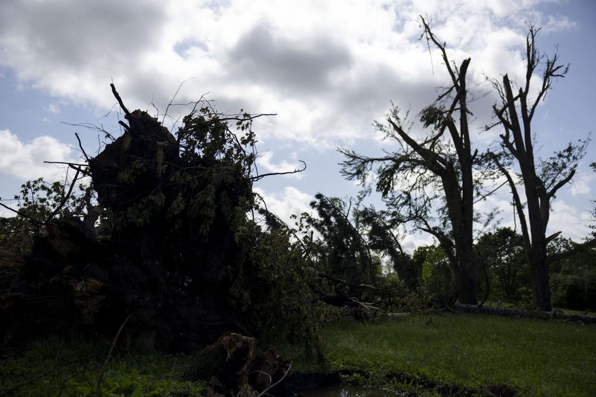 Trees damaged in Forest Park by May 16 tornado