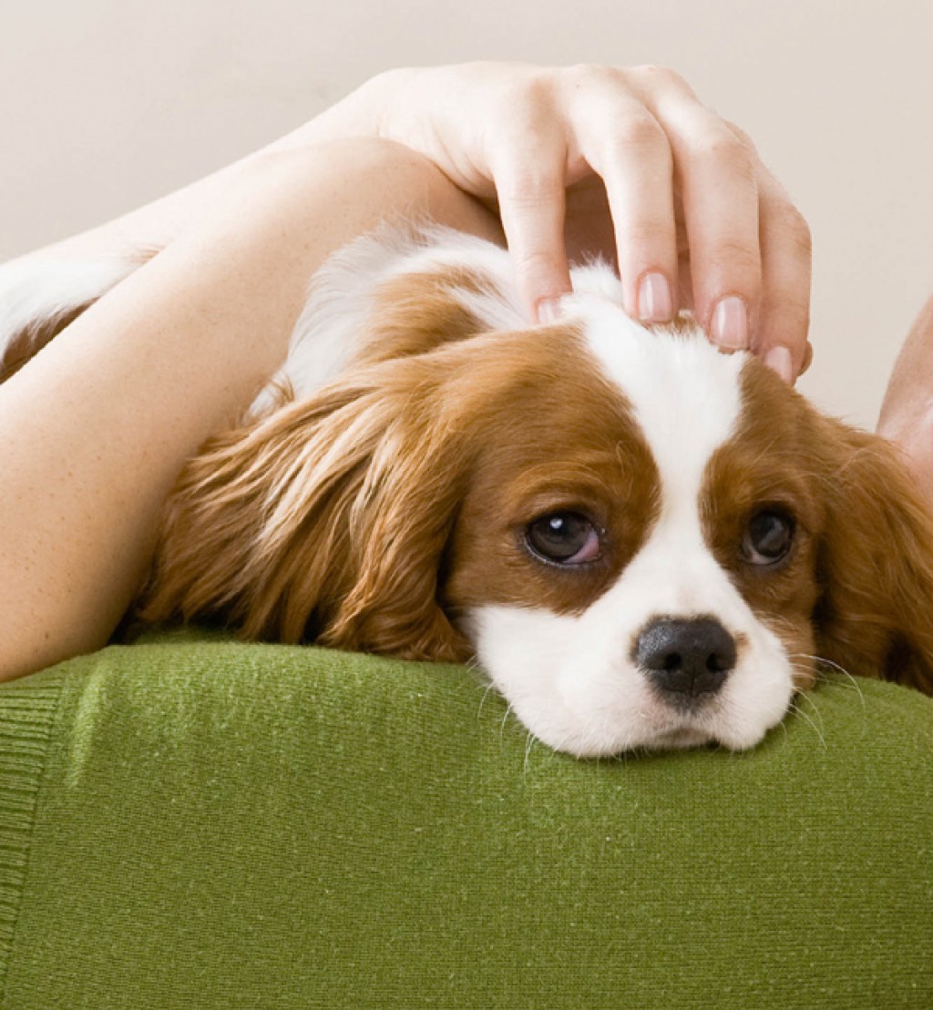 northpoint pet lover